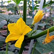 花芽の付きが悪く、花の色も良くない。。