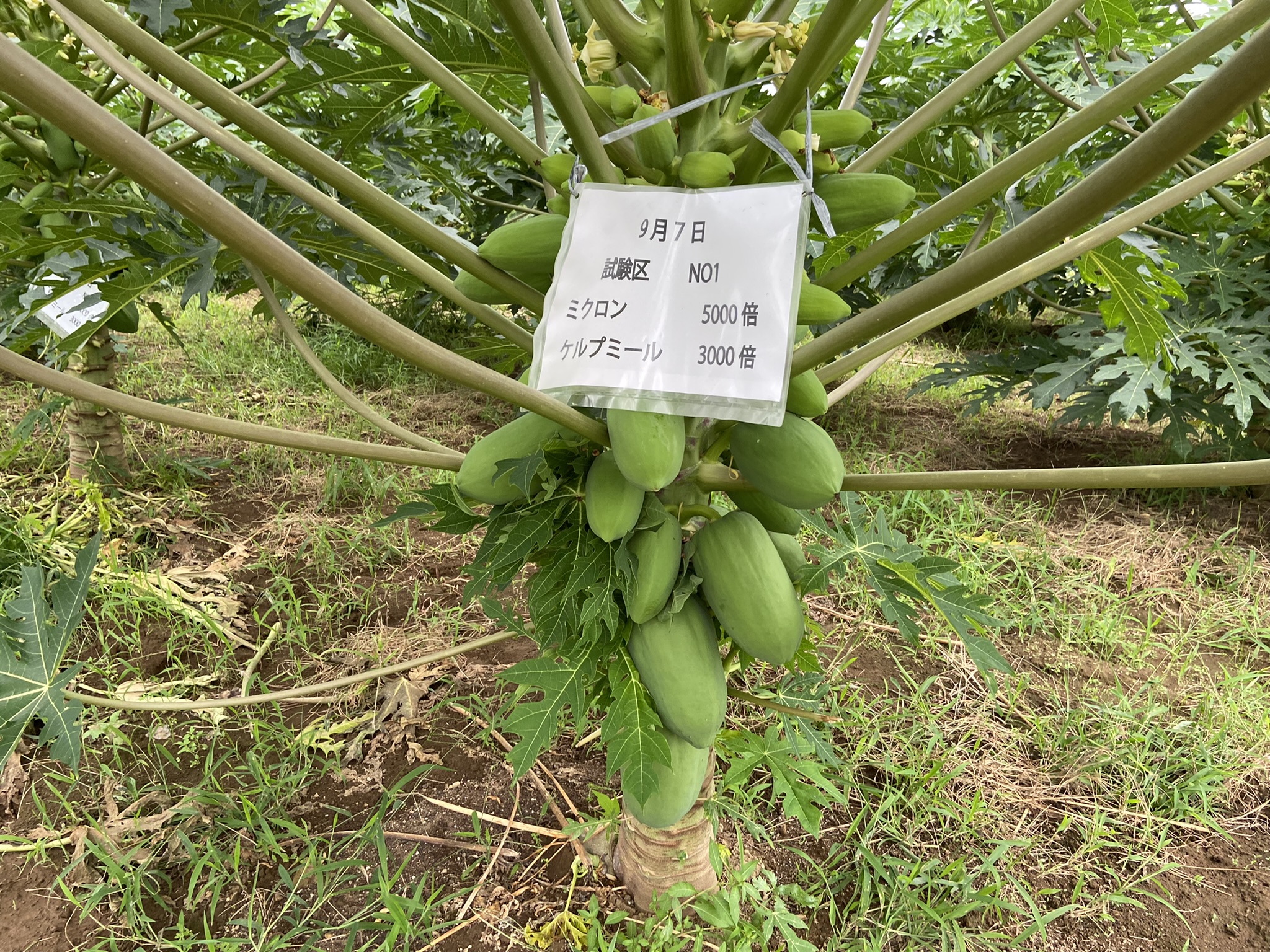 関東のパパイア